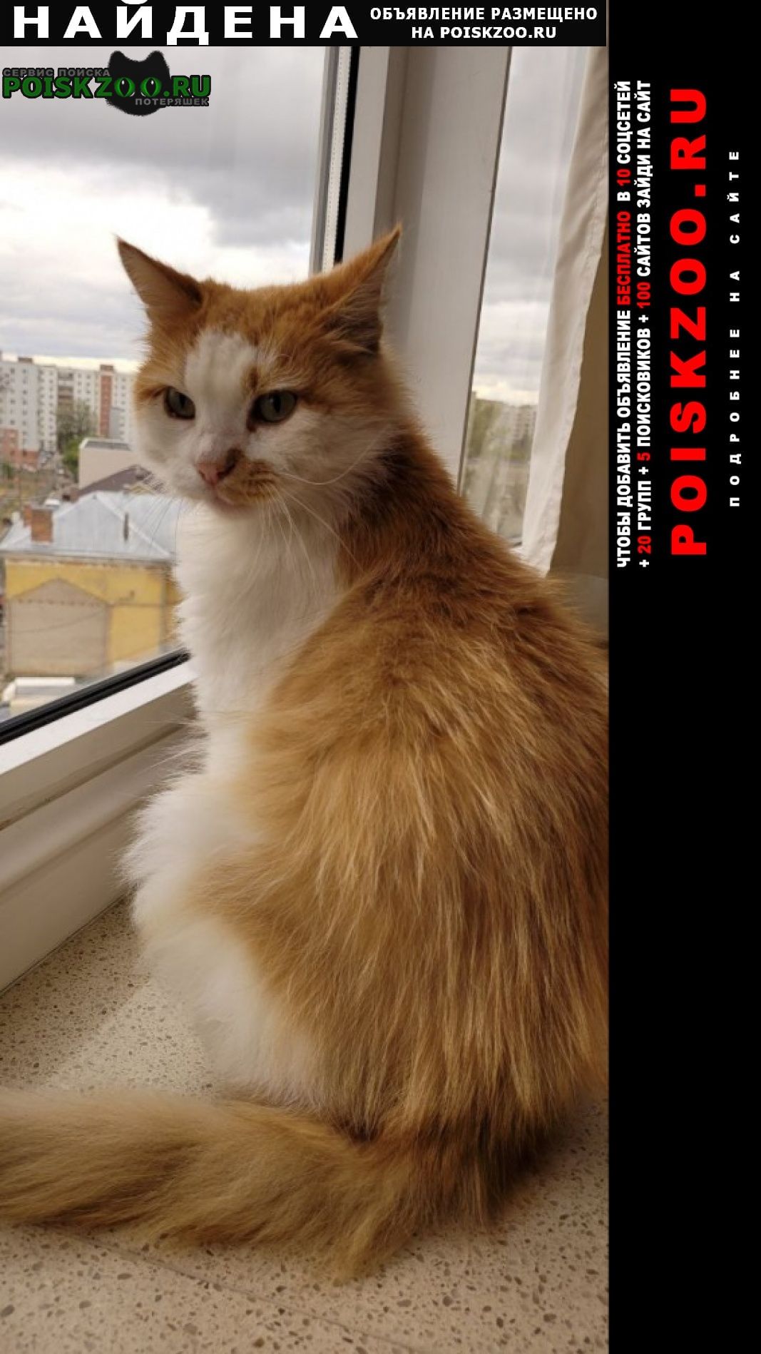 Найден кот рыжик Казань