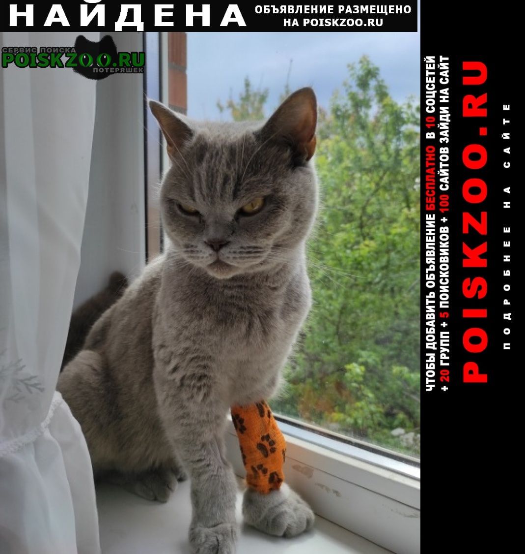 Найдена кошка британской породы Ростов-на-Дону