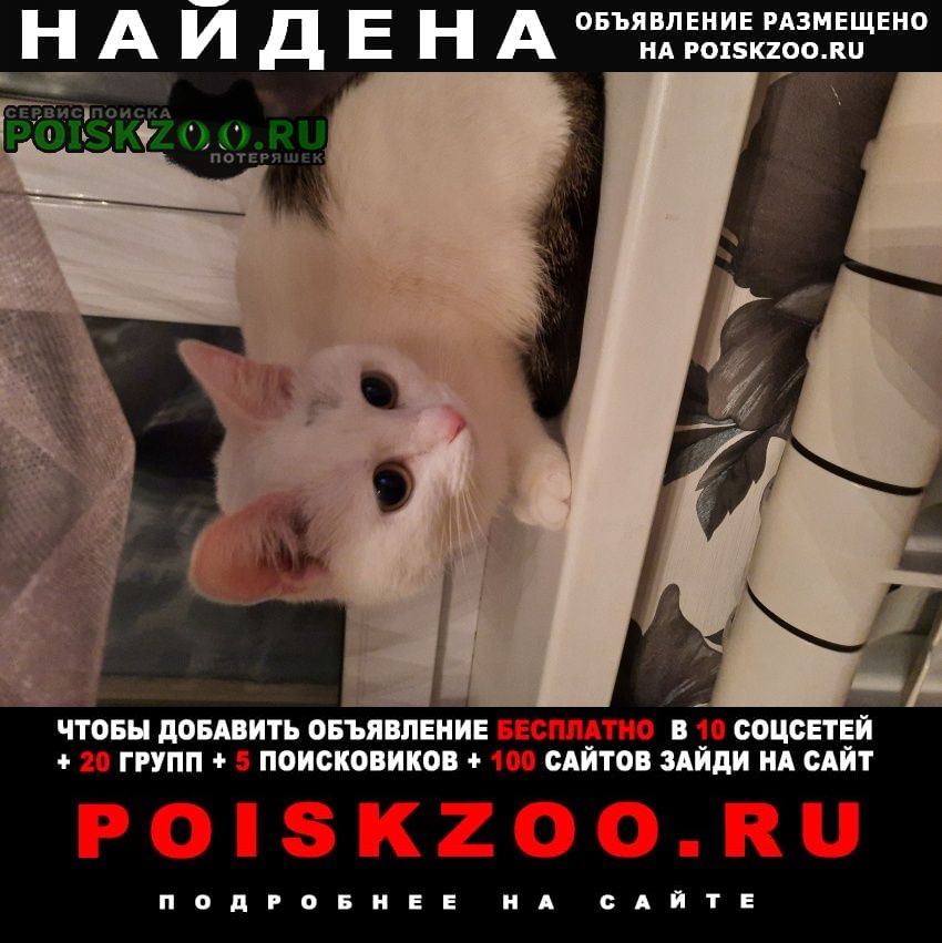 Найдена кошка Тольятти