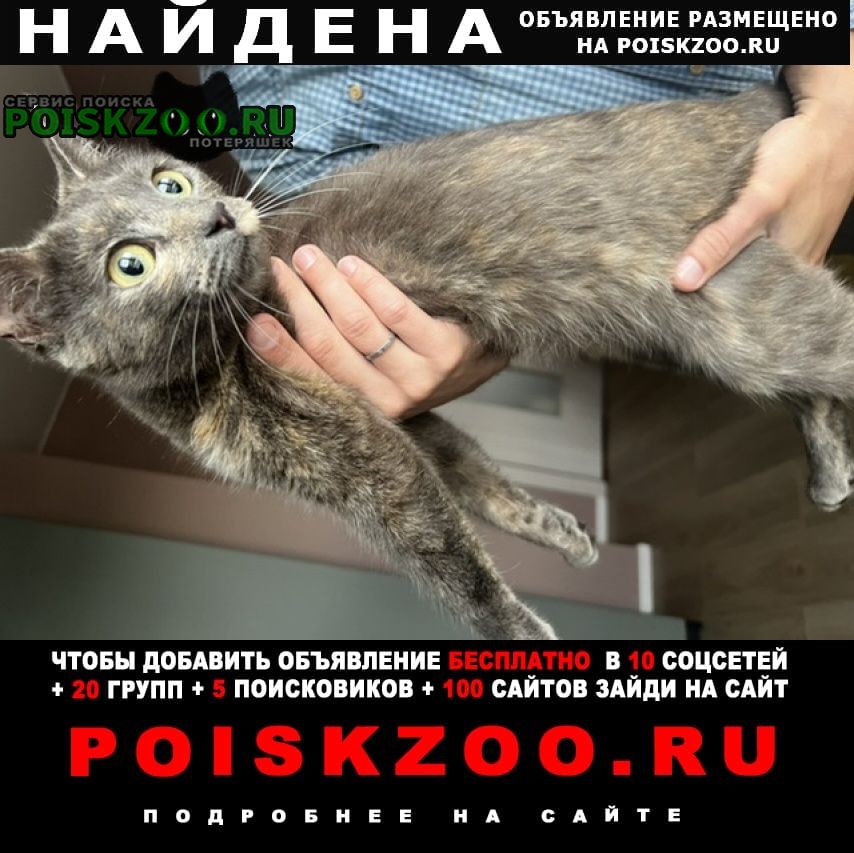 Найдена кошка у метро Котельники