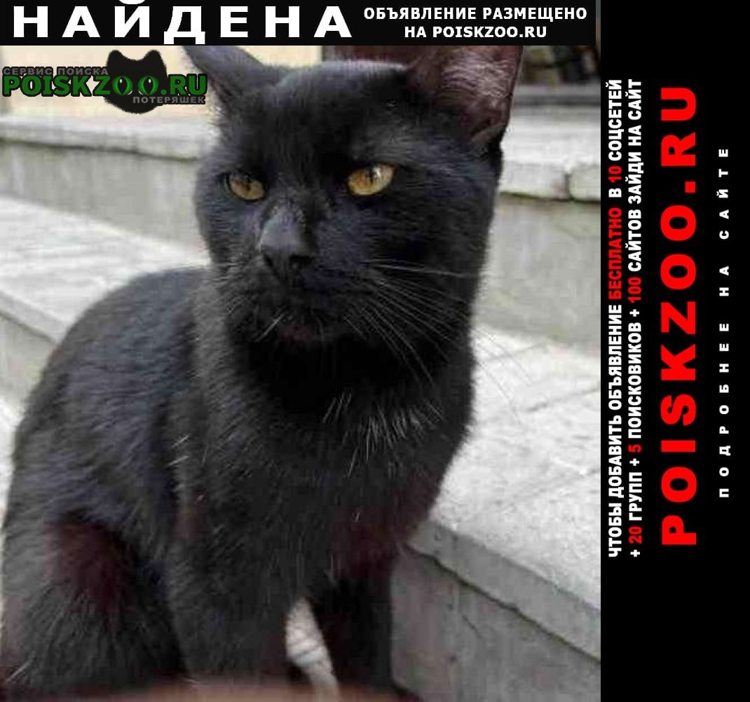 Найден кот спб. большая охта: чёрный Санкт-Петербург