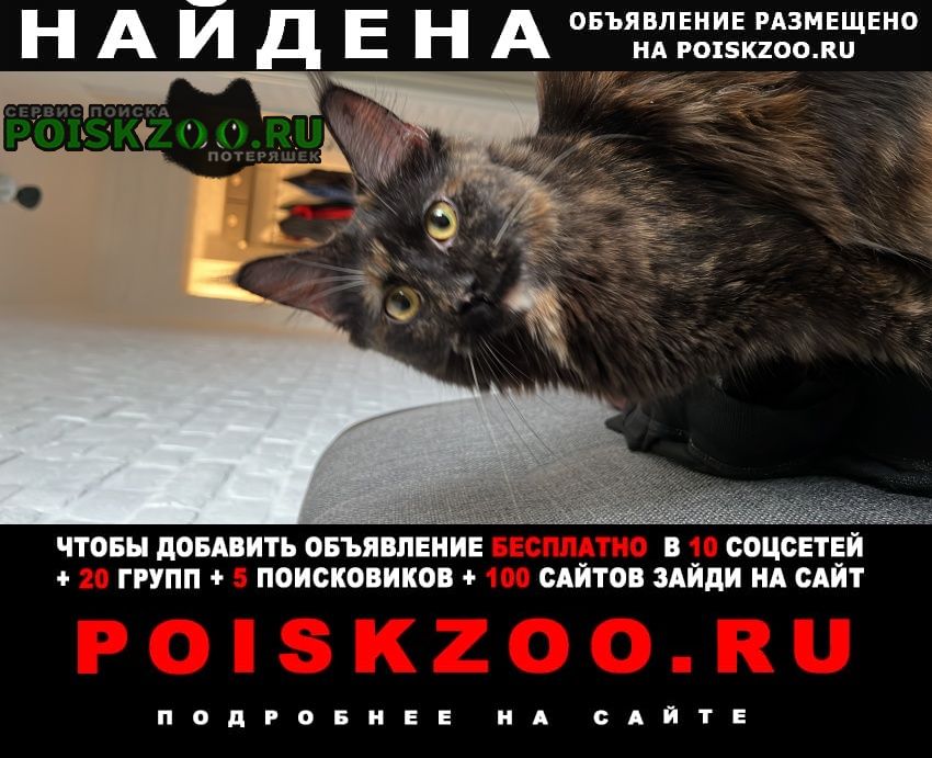 Найдена кошка лианозово, алтуфьево Москва