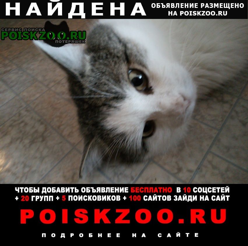 Найден кот красивый, добрый кот ищет добрых хозяев Ханты-Мансийск
