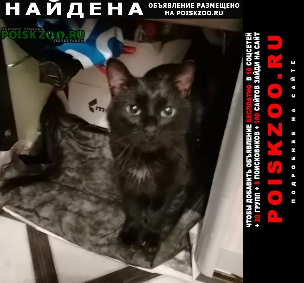 Найден кот чёрный кот, с белой грудкой. Москва