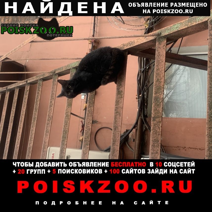 Найден кот чёрный кот Москва
