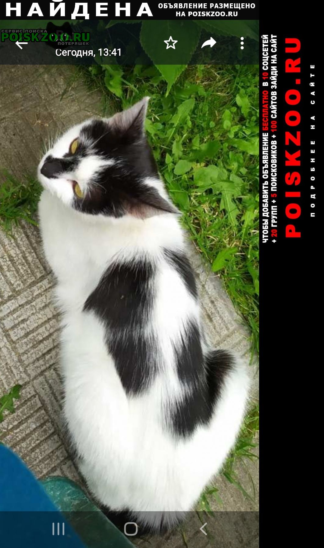 Найдена кошка черно-белая Дмитров