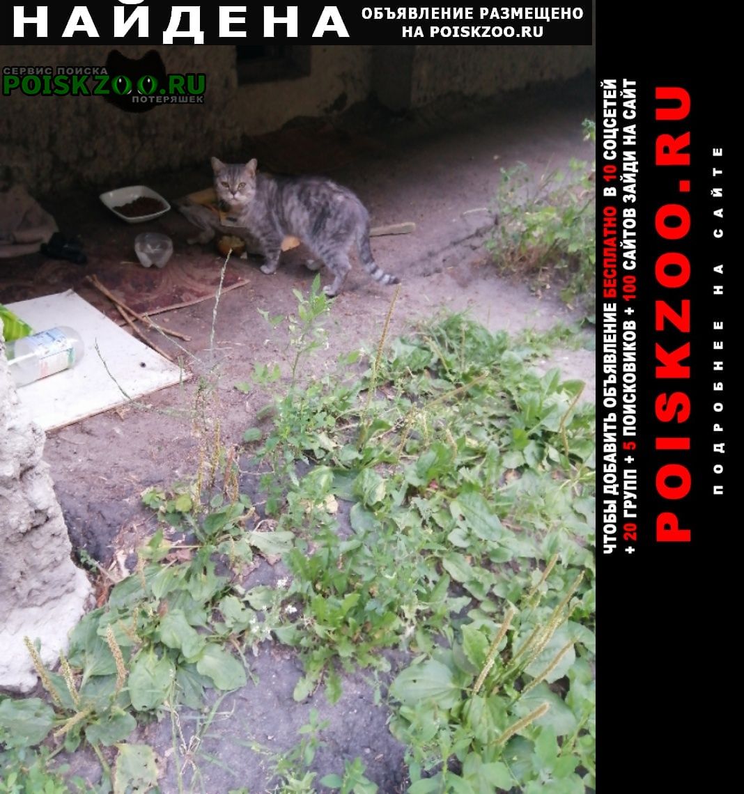 Орехово-Зуево Найдена кошка серого окраса может быть это кот