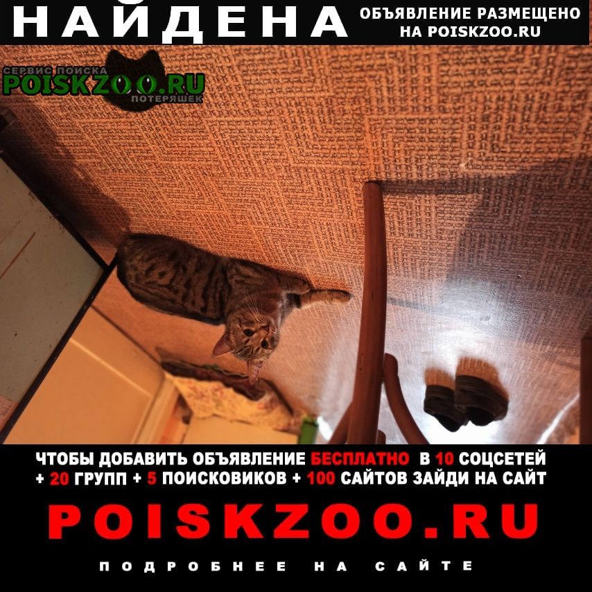 Санкт-Петербург Найден кот. утром