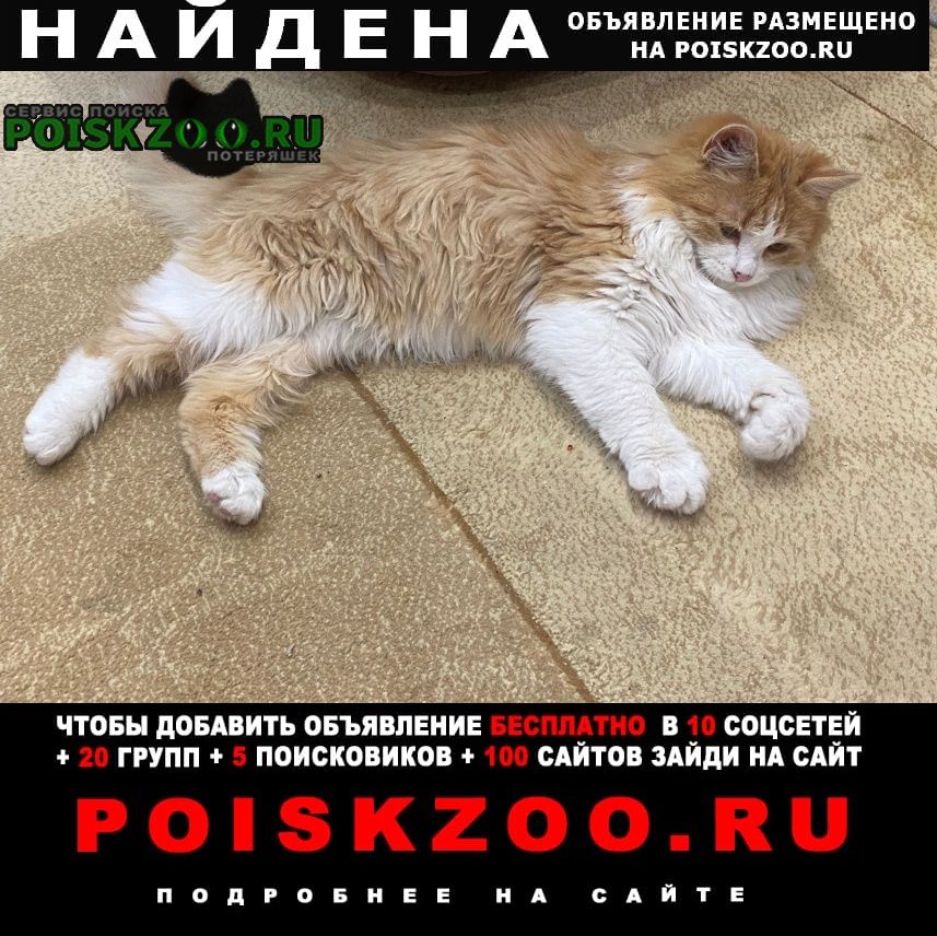 Найдена кошка рыжая с белым Ставрополь