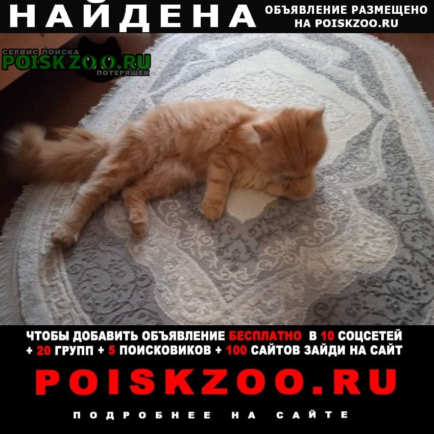 Найден кот Брянск