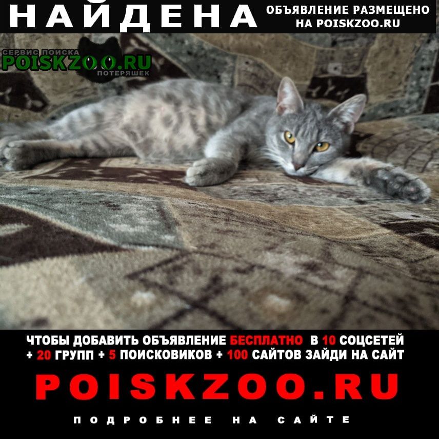 Волгоград Найдена кошка