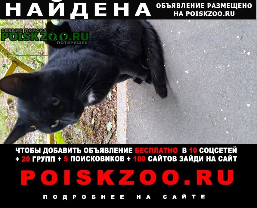 Найден кот чёрный ласковый кот Пушкино