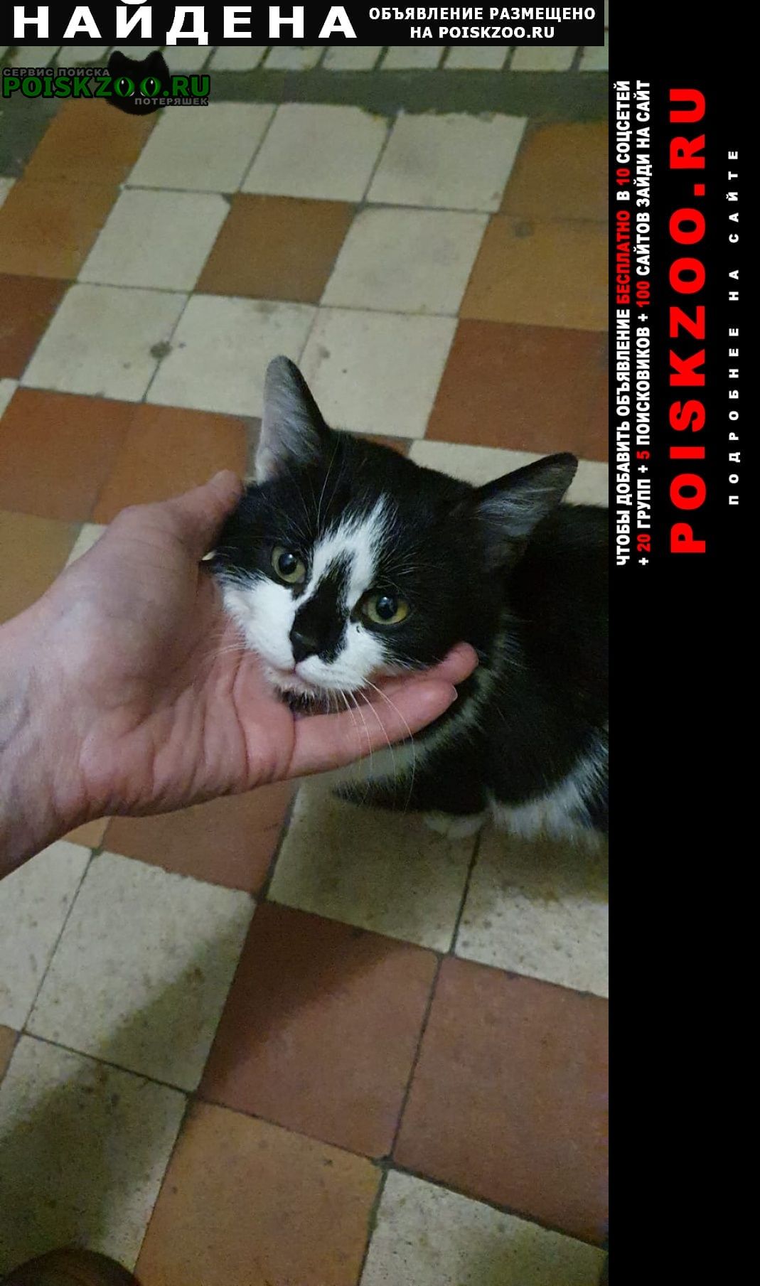 Железнодорожный (Московск.) Найдена кошка чёрно-белая