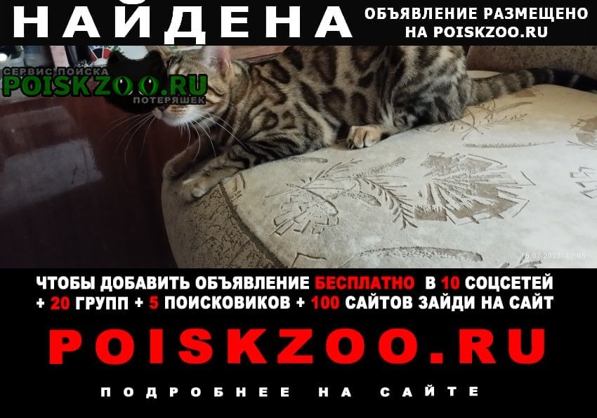 Найдена кошка бенгальская Красноярск