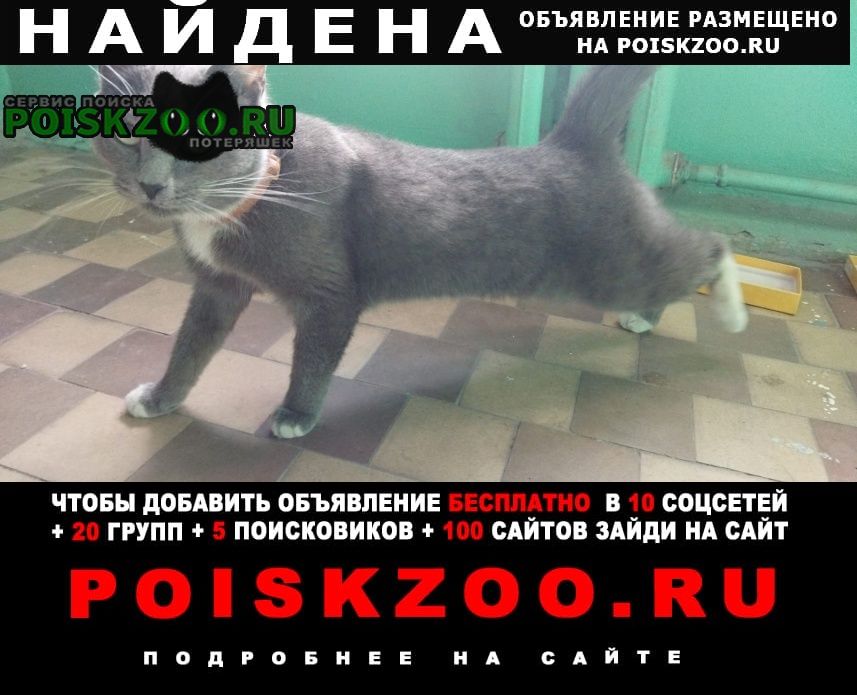 Найдена кошка потеряшка Екатеринбург