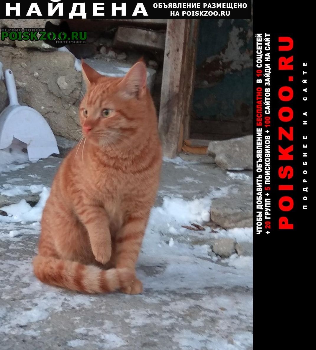 Найдена кошка (рыжий кот) на уктусе о.кошевого 19 Екатеринбург