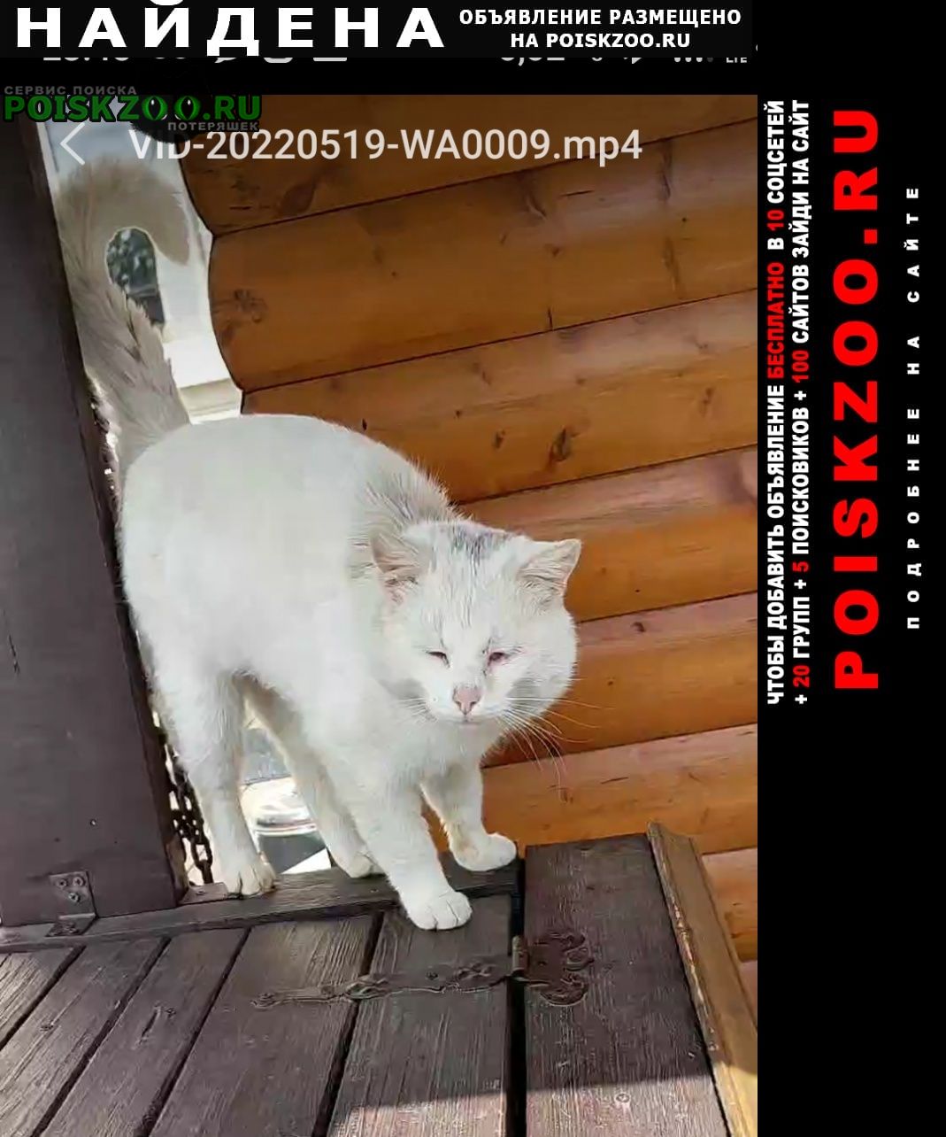 Найден кот белый д. лобково рузский р-н Кожино