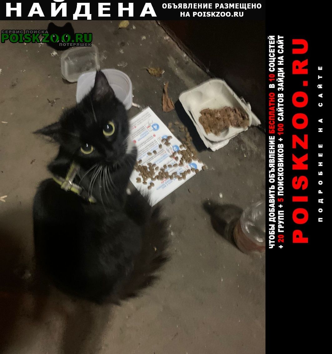 Москва Найдена кошка метро каховская