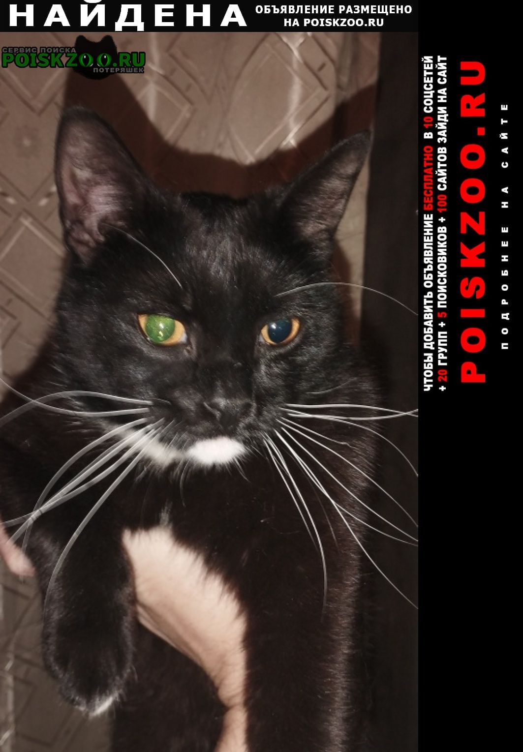 Найден кот черный кот щёлковская 9 парковая Москва