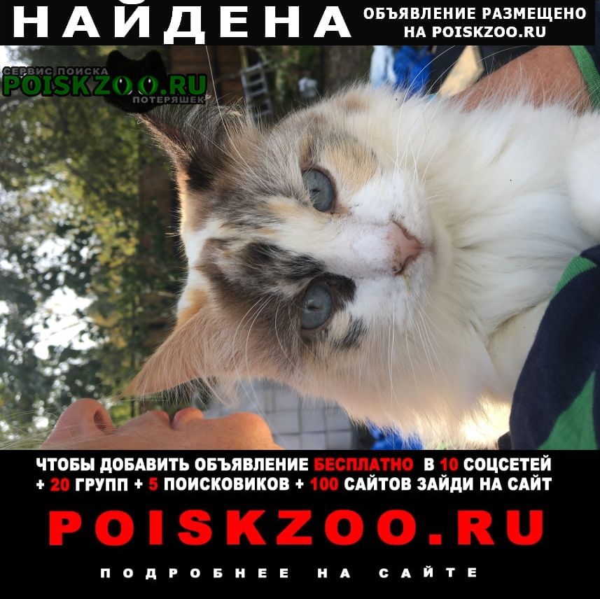 Найдена кошка новая москва, шишкин лес, д. исаково Троицк