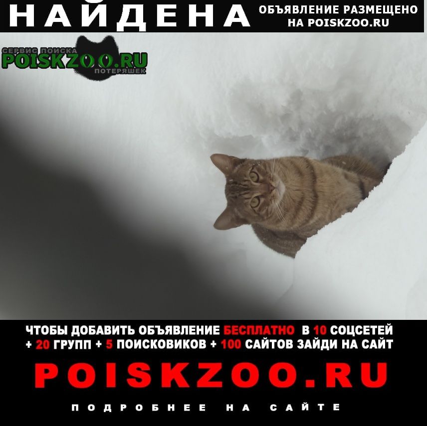 ���� ������� �����