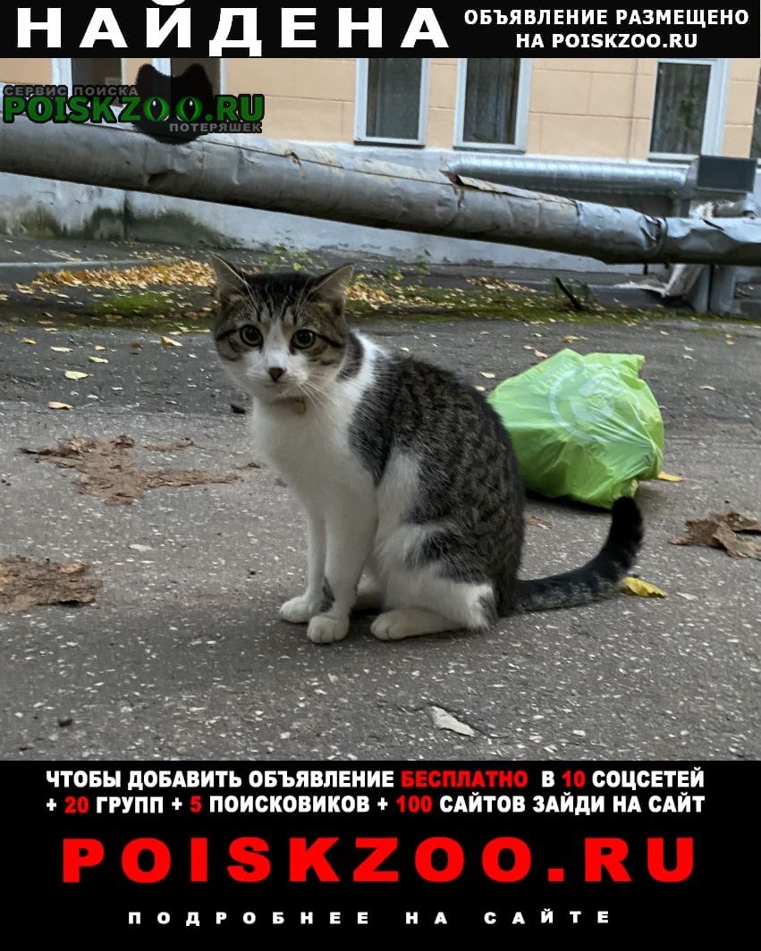 Найден кот нижегородский район Нижний Новгород