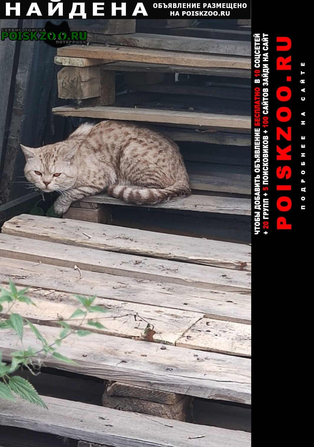 Новосибирск Найден кот британец, пятнистый, кремовый