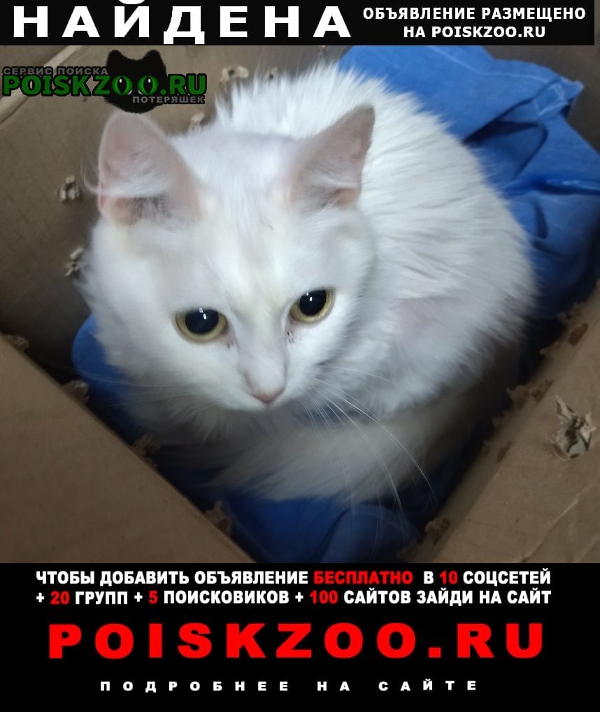 Орехово-Зуево Найдена кошка слепая кошечка
