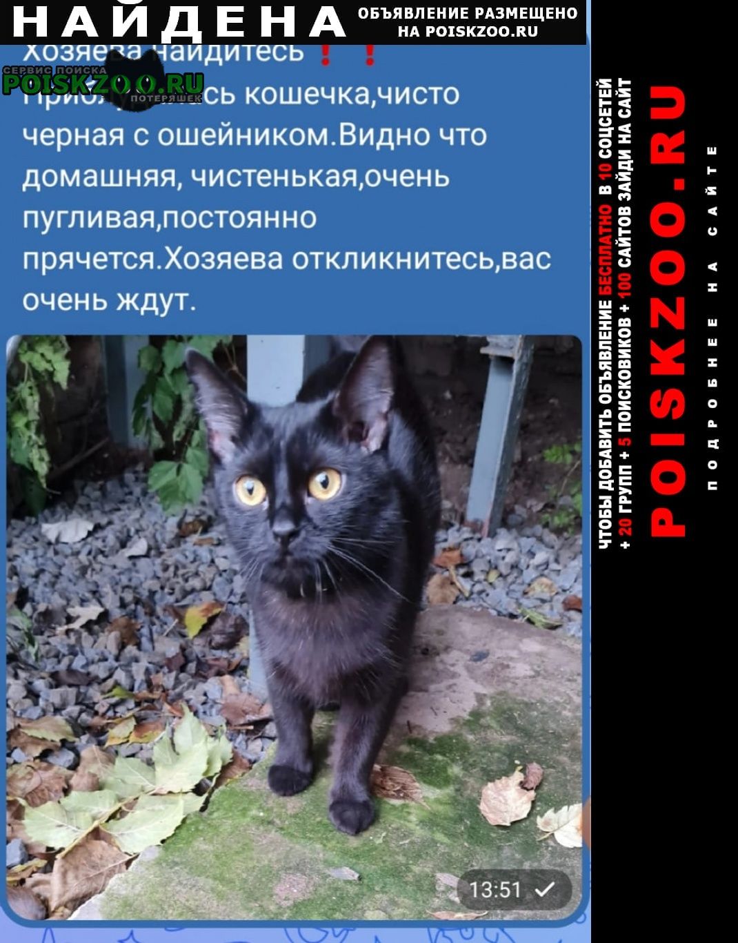 Найдена кошка. Новочеркасск