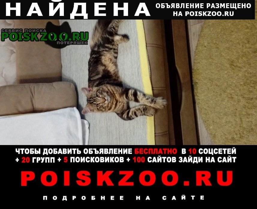 Найден кот Дзержинск