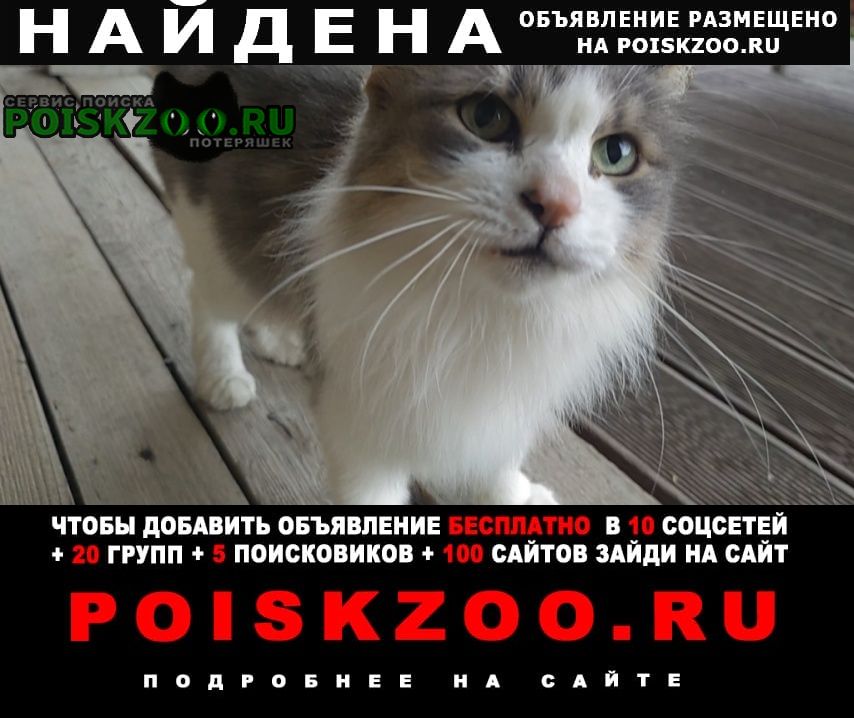 Найдена кошка новая Москва