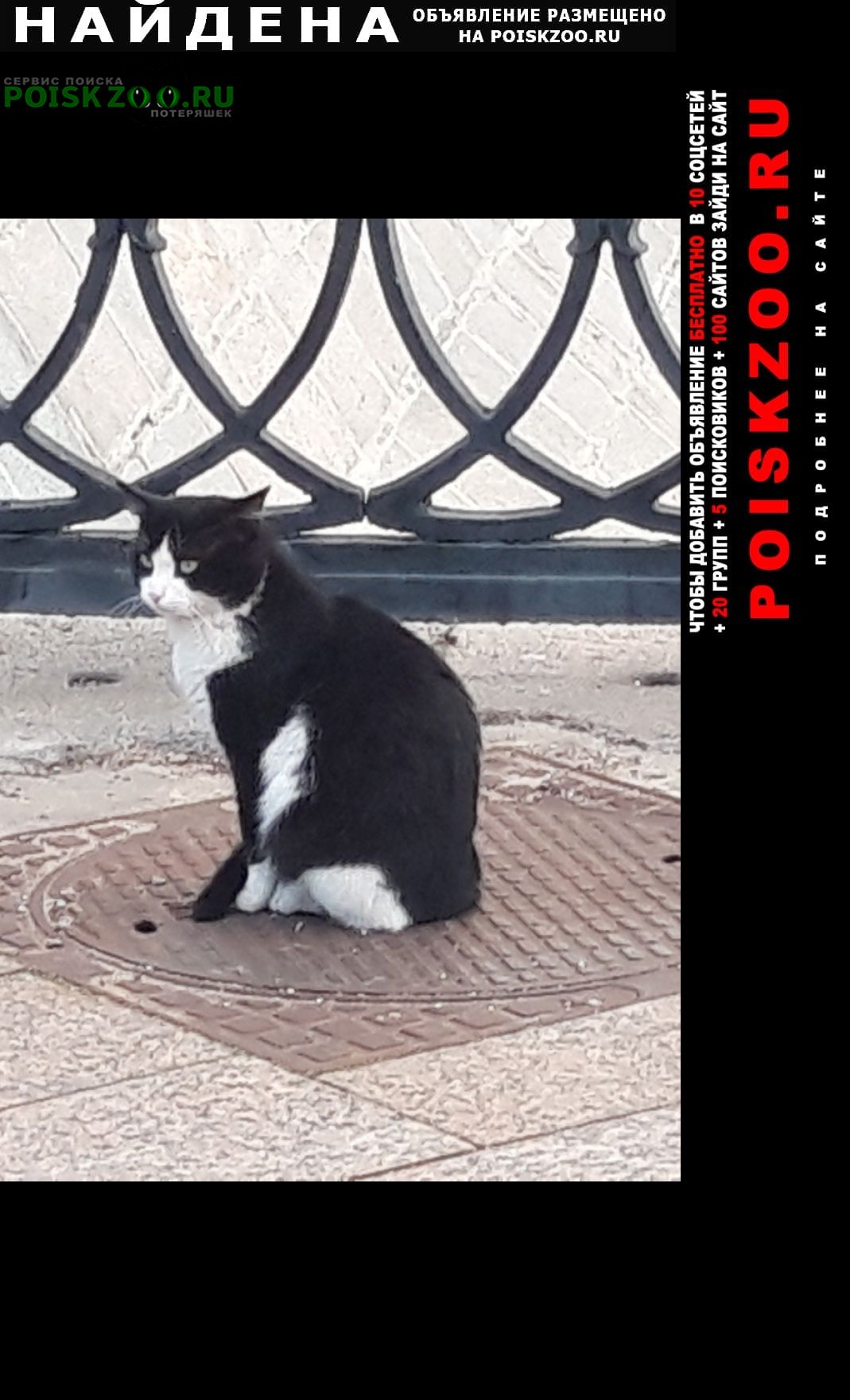 Найдена кошка вроде бы девочка, черно-белая Москва