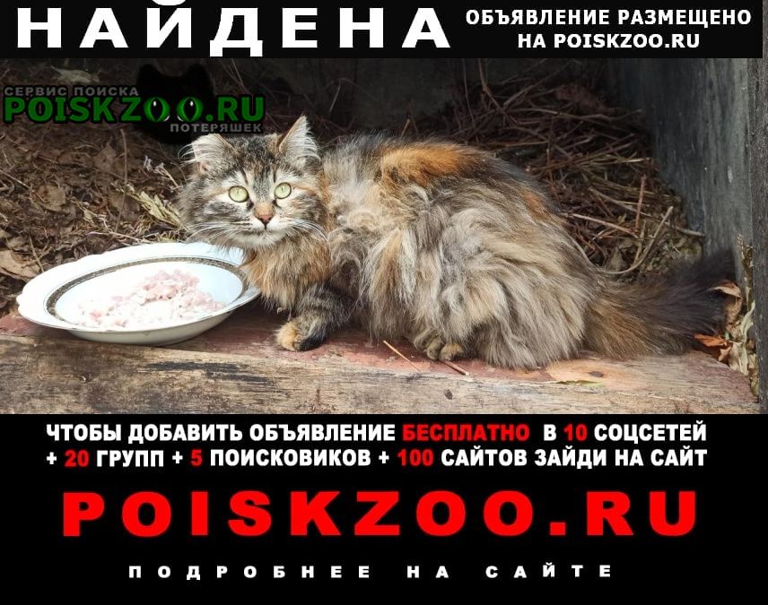 Найдена кошка ст. загорново - бронницы, поселок мирный Раменское