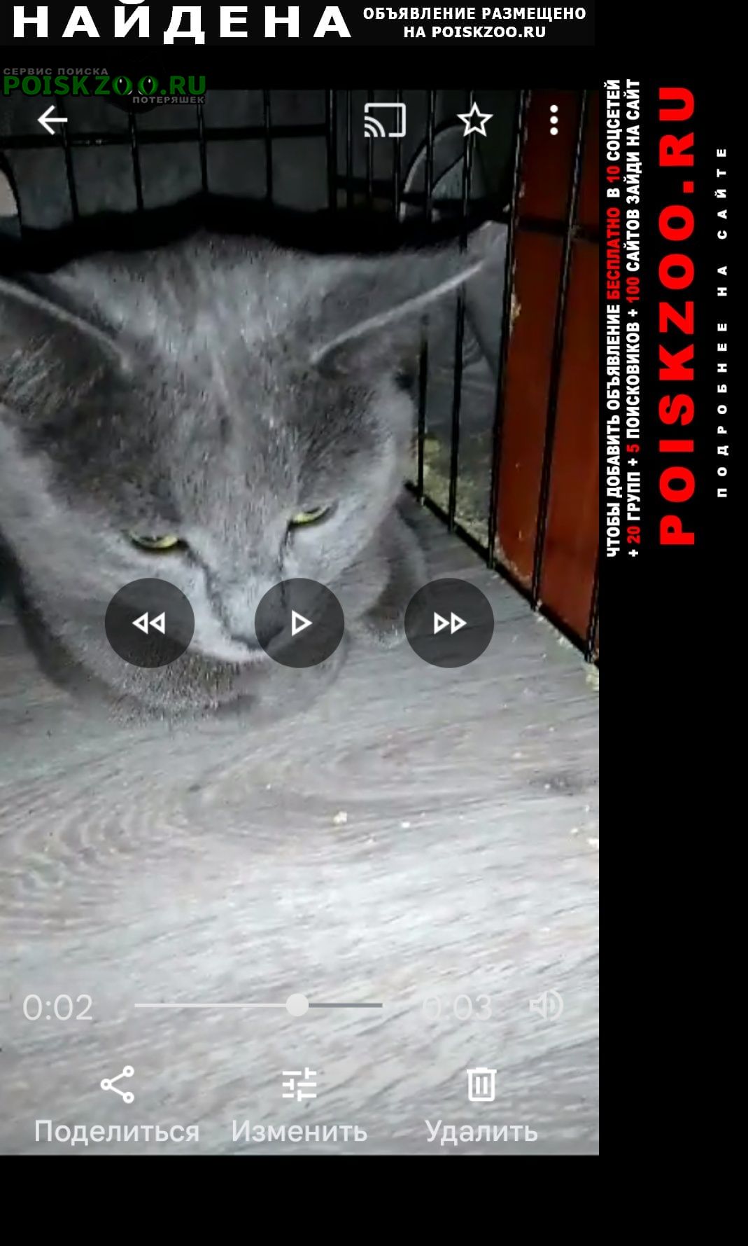 Найдена кошка или кот русская голубая Москва