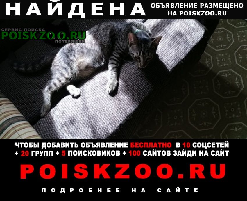 Найден котёнок в конце июня Нижний Новгород