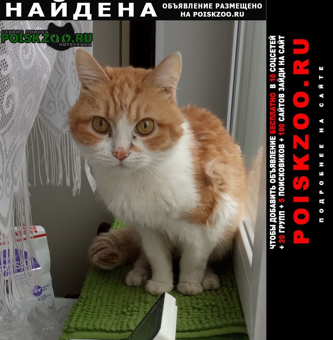 Найден кот рыжий кот. Москва