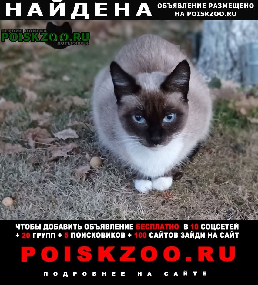 Найдена кошка сиамская девочка молоденькая Невьянск