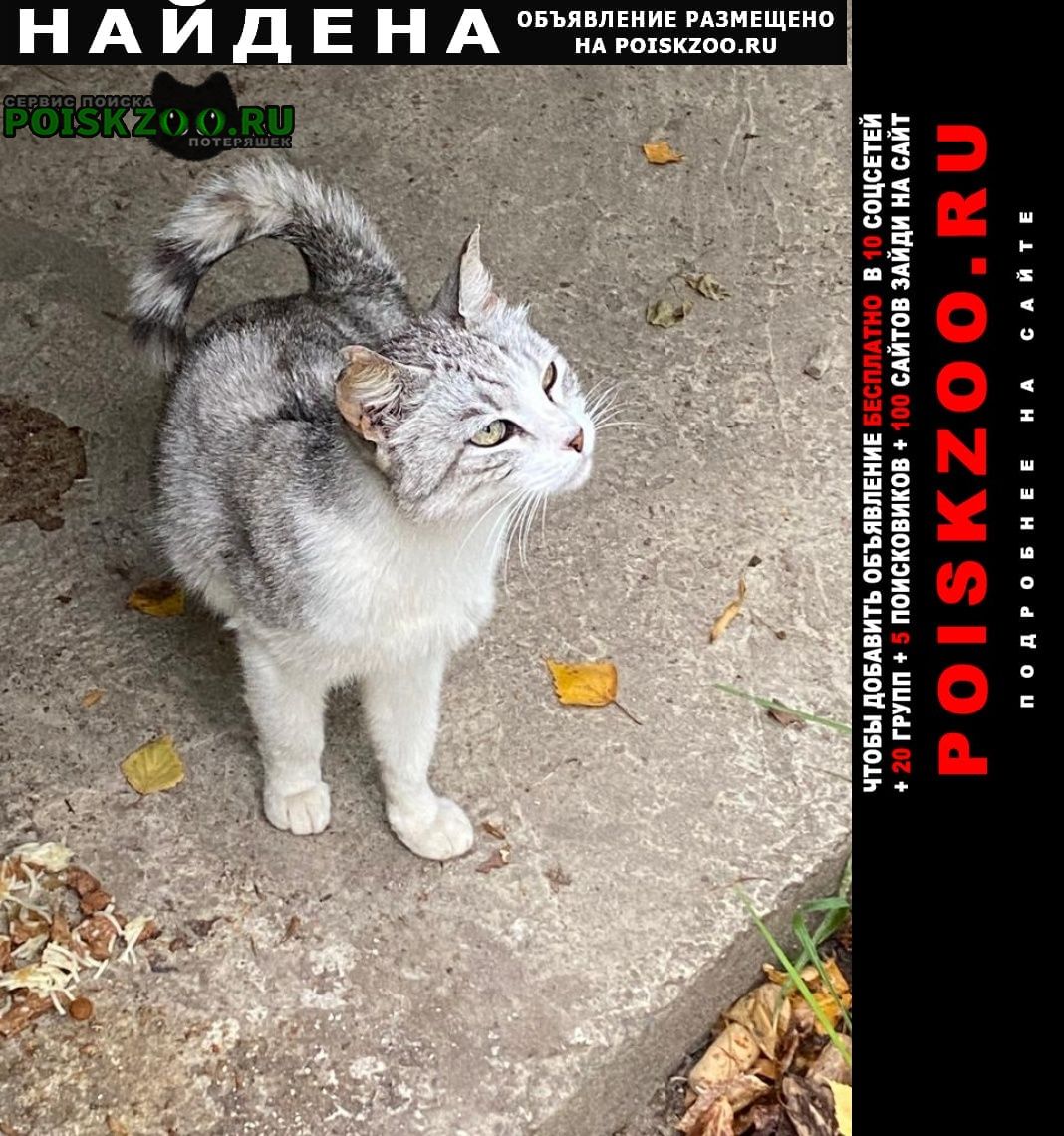 Найдена кошка чья потеряшка Кострома
