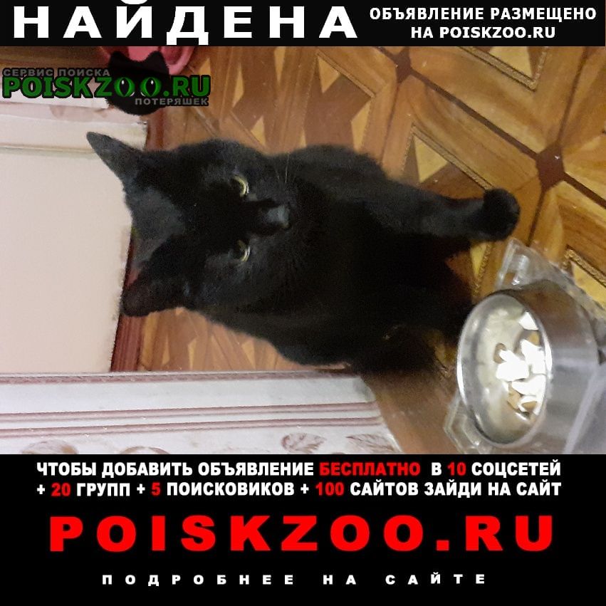 Санкт-Петербург Найдена кошка черная, небольшая, с ошейником.