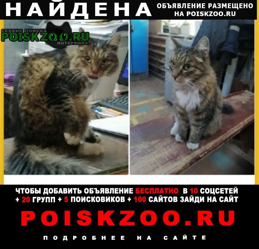 Найдена кошка на стальзаводе бежица Брянск