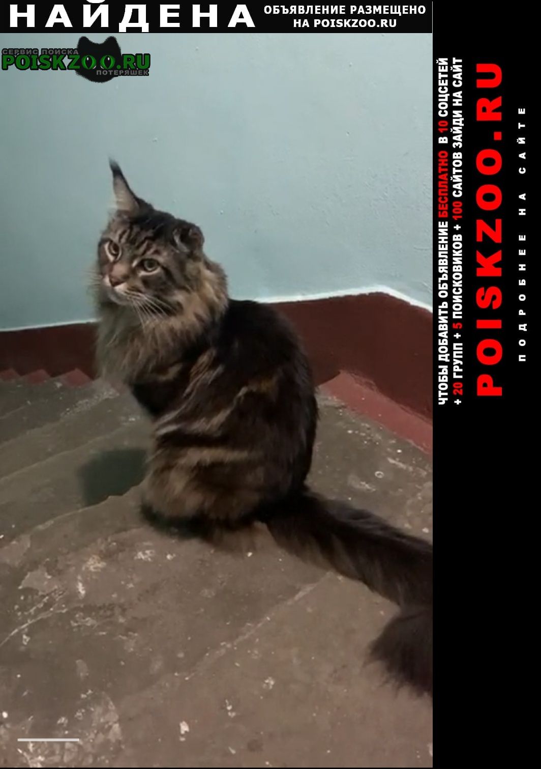 Найдена кошка мейнкун Москва