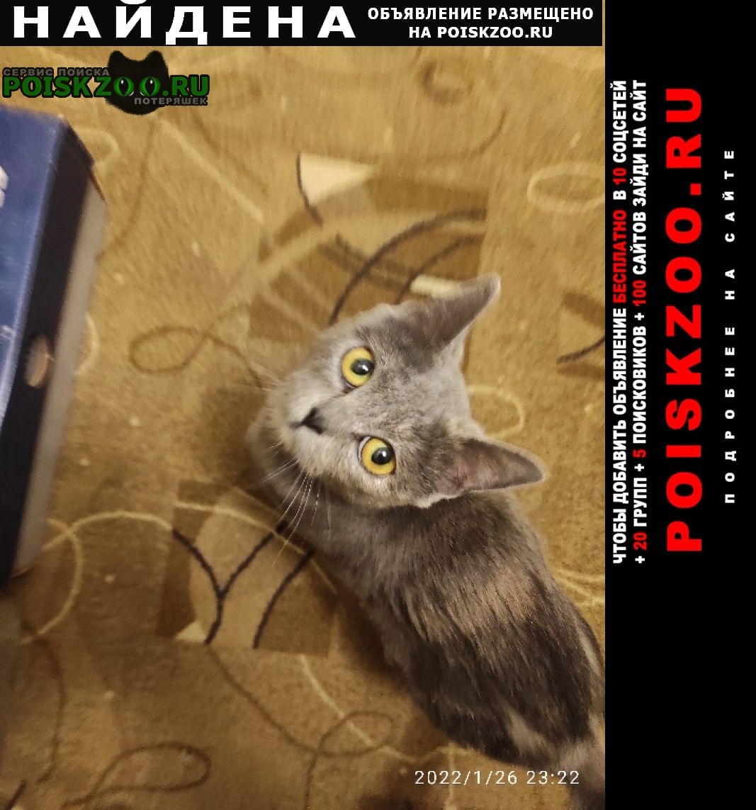 Найдена кошка котенок Ярославль