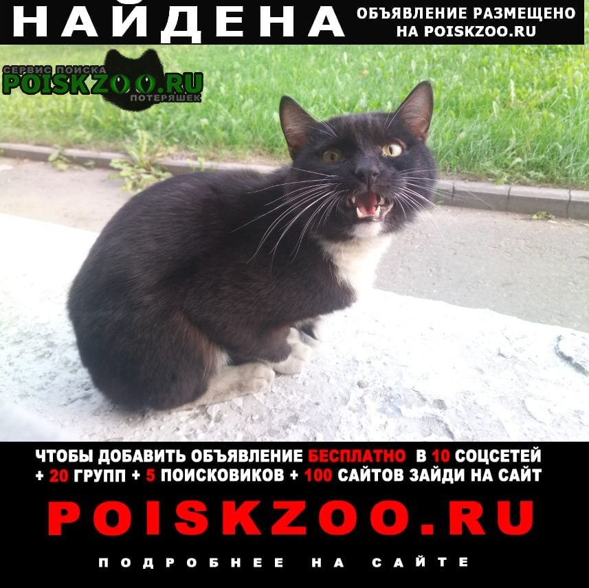 Найден кот черно белый Москва
