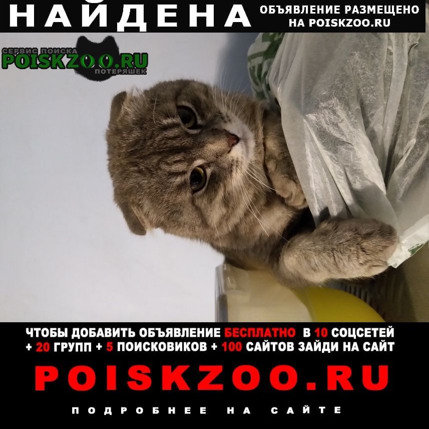 Найден кот вислоухий Москва