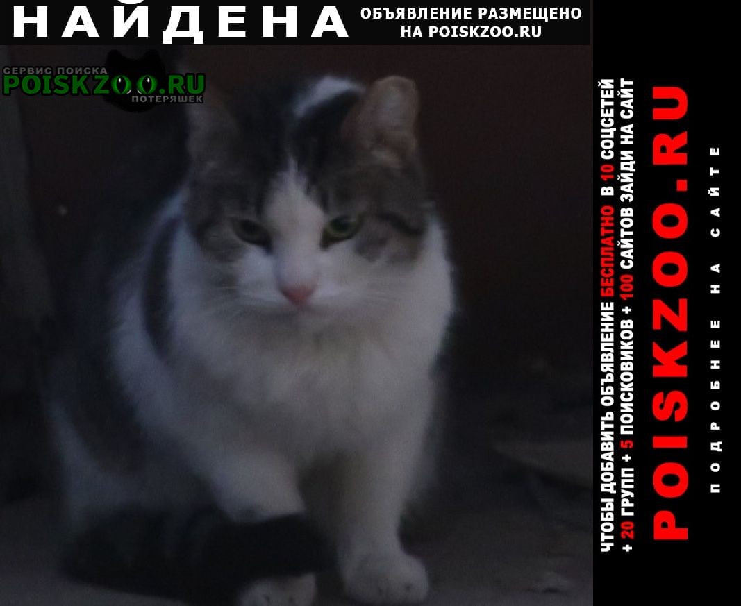 Санкт-Петербург Найдена кошка появилась во дворе потерявшаяся