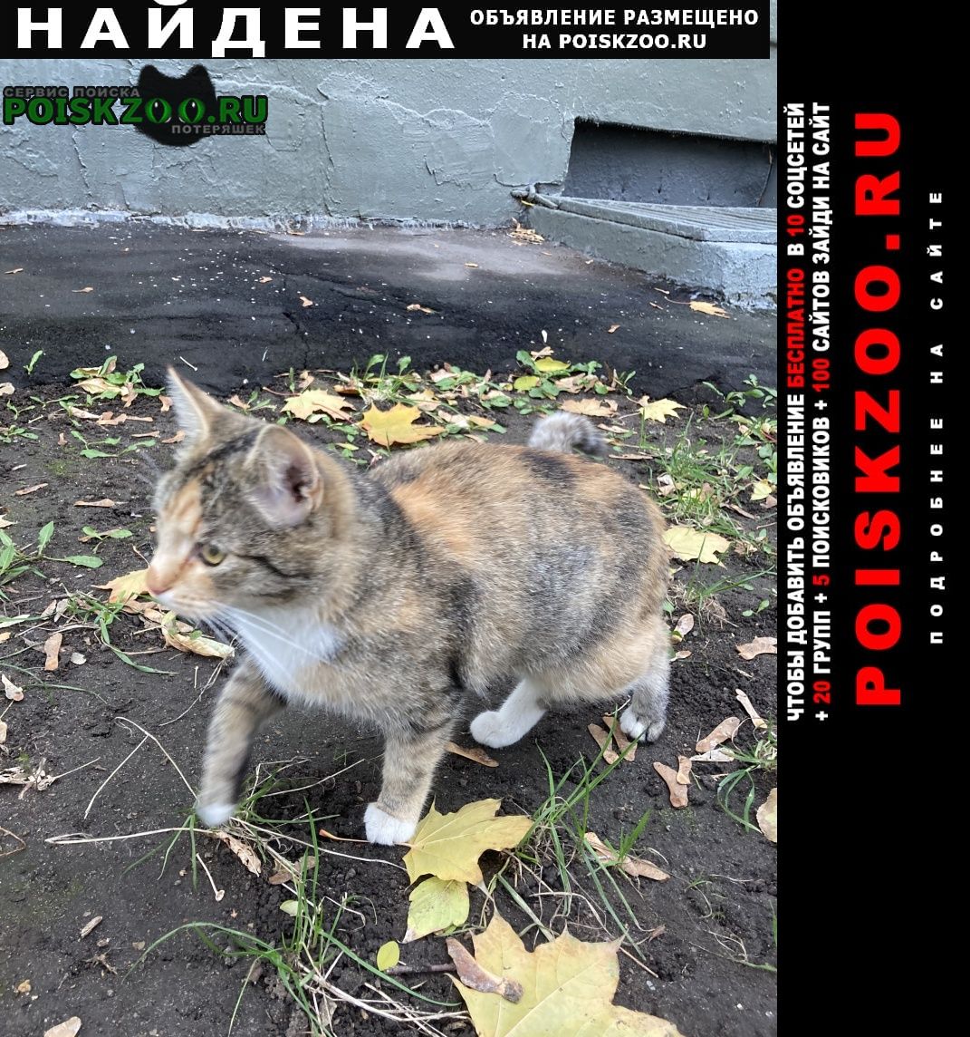Найдена кошка коломенская нагатинский затон Москва