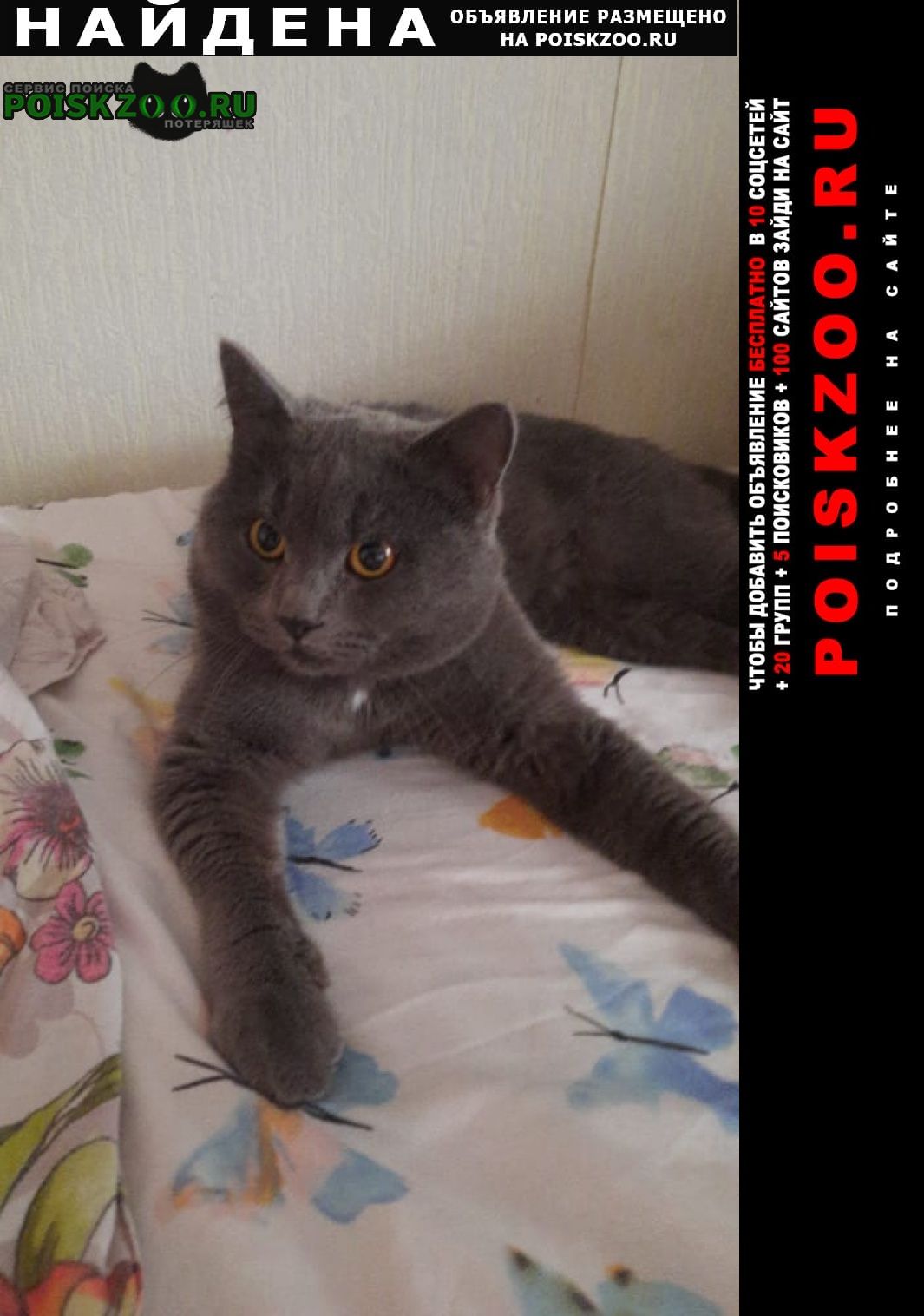 Найден кот серый кот Артемовский (Свердловская обл.)