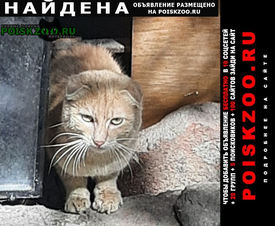 Макеевка Найден кот рыжий вислоухий кот в центре маке