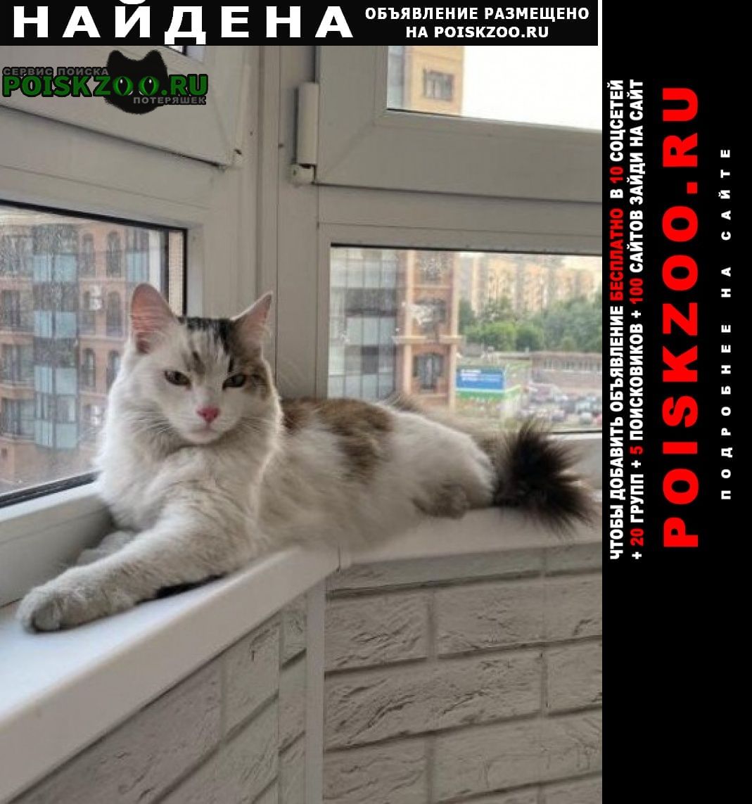 Найдена кошка - дунайский проспект 28 к2 Санкт-Петербург