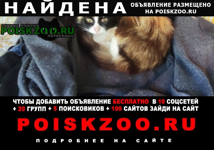 Найдена кошка нашлась домашняя кошечка. трехцветка Санкт-Петербург